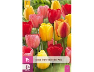 tulipes Darwin hybride mix
