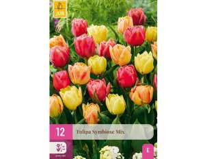 Tulipes Symbiose mix