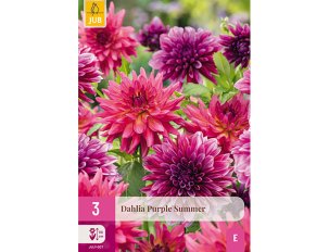 Dahlia purple summer
