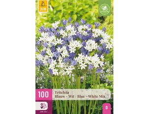 tritelia blanc bleu