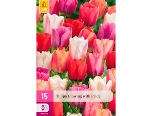 Tulipe Glowing with pride